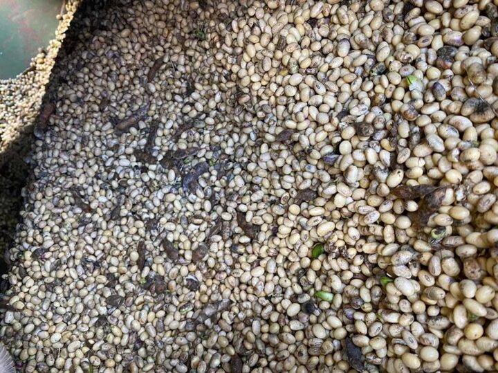 Imagem da soja dentro do graneleiro. Foto: Wolmar Bedin