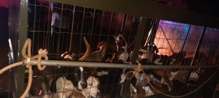 Quase 50 cães que estavam trancados em uma casa, sem comida ou água, foram resgatados nesta quinta-f